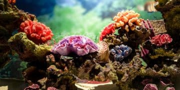 Coral Reef Restoration: Tech Solutions for Climate Change - Cover Image