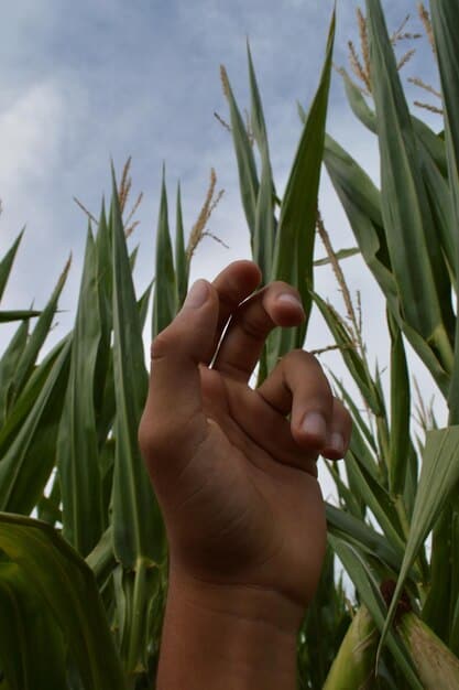 2025 Farm Bill: Food Prices, Subsidies, & US Economy